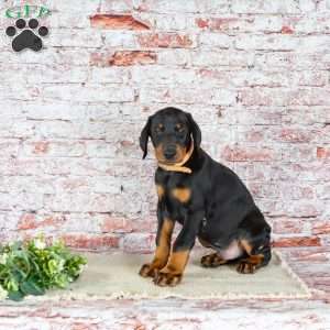 Mattis, Doberman Pinscher Puppy
